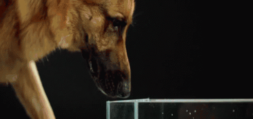 I+thought+this+was+cool+a+dog+drinks+with+the_b89fad_5360403