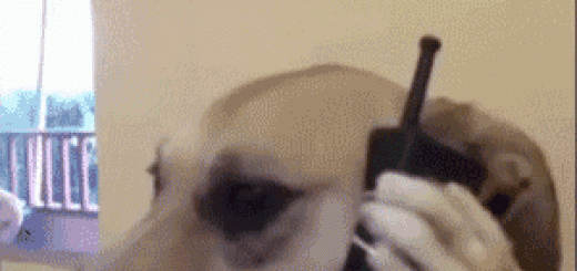 daily_gifdump_749_04