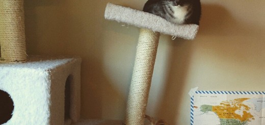 It+may+be+time+for+a+diet_8be97f_5407759