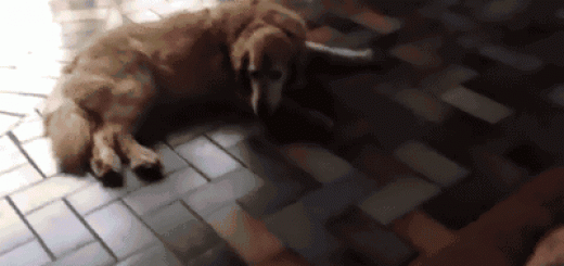 It+s+mine+now+faggot_e7c079_5407944