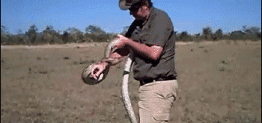 Ninja_45e1e0_5411208