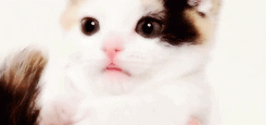 Nom+nom+nom+3_56f625_5411809