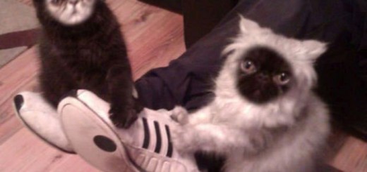 Untitled+they+are+like+angry+ewoks+fucking+adorable_638678_5438410