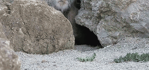 animation-dopeness-7