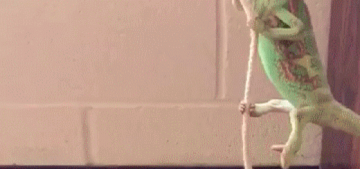 Chameleon-enjoys-his-life-