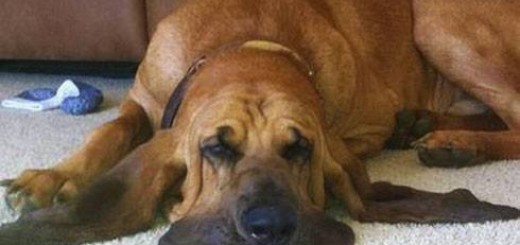 Funny-dog-You-know-its-hot