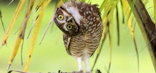 Not+so+retarded+after+all_cdcf66_5477126