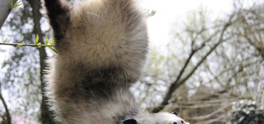 Looks+happy_1ecc18_5535751-1