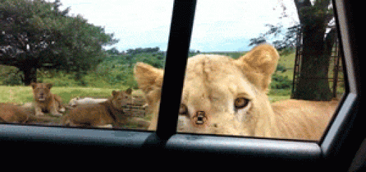 tumblr_nko4xfypus1tpmgf1o1_400