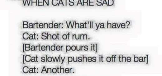 Cat+goes+to+a+bar_fe9699_5587997