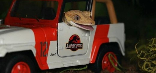 This+is+fucking+adorable_df2b20_5588177