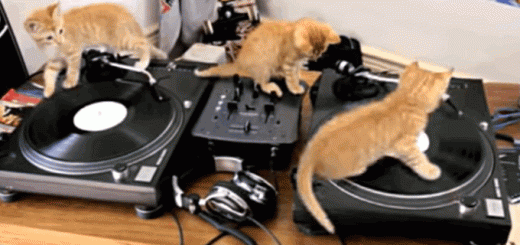 cat-djs