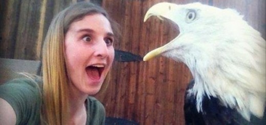 Eagle_1789dc_5691544