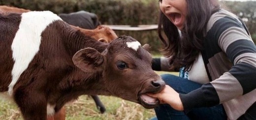 Hilarious_e901d5_5723282