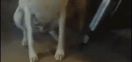 tumblr_nuzrvaGdfC1tlb56zo1_250