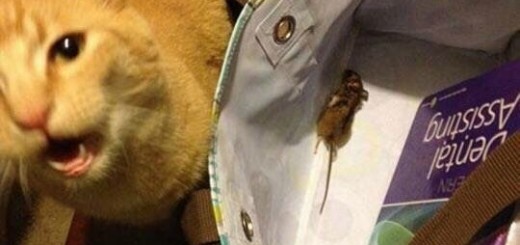 Its+not+a+sandwich_404be4_5763216