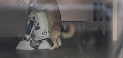 funny_pictures_of_the_day_5