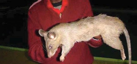 1491729_1095149530511261_6824785765919720710_n