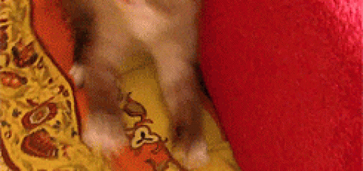 tumblr_ngl2jv8Xfl1tm0lv8o1_250