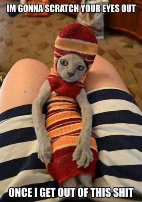 tumblr_o1vya7a8LA1tp42tfo1_500