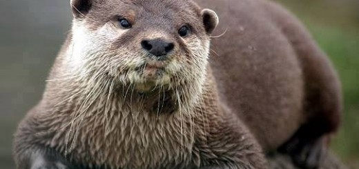 tumblr_o22gr1Qt4x1uvjotlo1_500