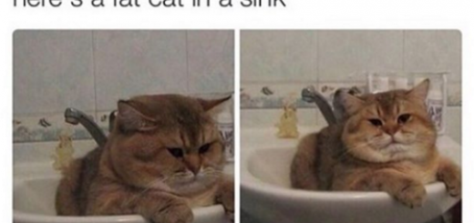 tumblr_o260hqcyPR1qewacoo1_500