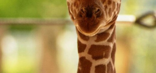 tumblr_o2n1iqX6HD1rir0h2o1_500