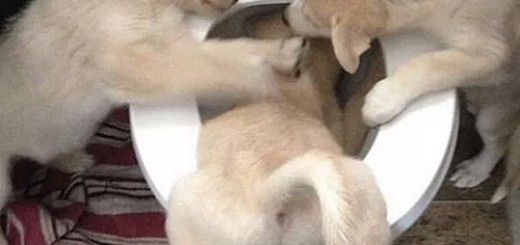 tumblr_o2wou6xRe11rir0h2o1_500