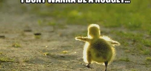 tumblr_o2wpemkrVf1uvjotlo1_500