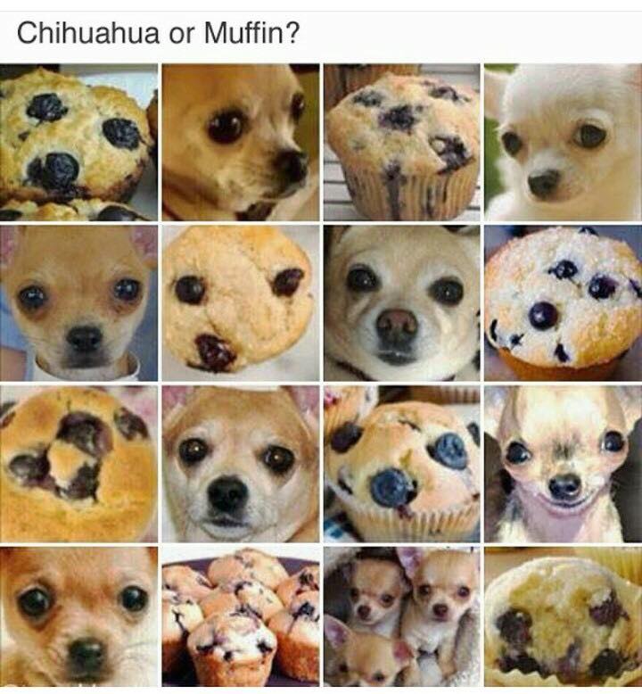 12791005_10205716905953899_971163481211280154_n