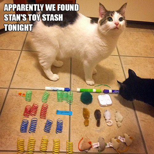 tumblr_nr0tp7ca1H1r5c8qzo9_500