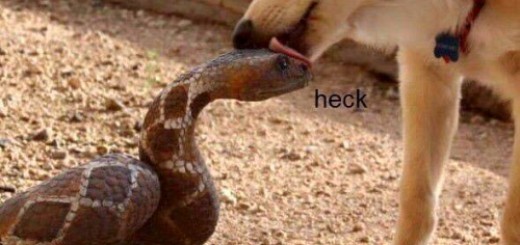 tumblr_nz2eksfGPw1qbj7nno4_500