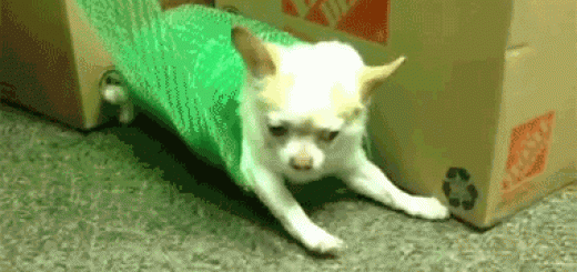 tumblr_o2qicaC2ML1rir0h2o1_400