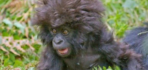 tumblr_o4n5uvto2L1rir0h2o1_500