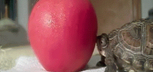 tumblr_inline_mw8co1sU5B1rpvh0y