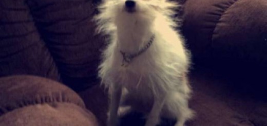 tumblr_o4w2n2U3vz1r2alapo1_500