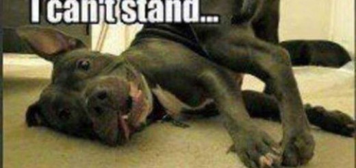 tumblr_o509mebsvD1uvjotlo1_500