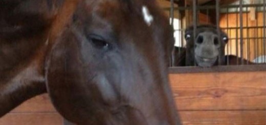 tumblr_o50wcufUUC1rir0h2o1_500