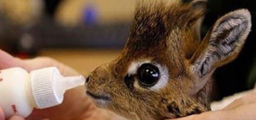 tumblr_o636589jgx1rir0h2o1_500