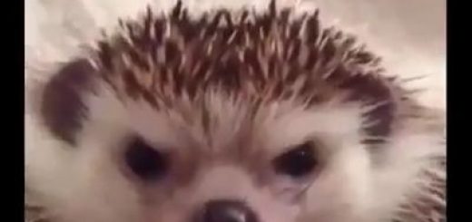 13228591_122721094806590_640600194_n thumbnail