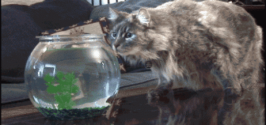 A+cats+nope+i+need+to+take+a+dump_3e1592_3676205
