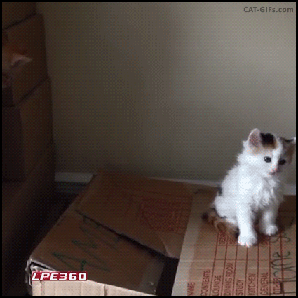 CAT-GIF-Kitten-jump-fail-He-takes-out-Kitten-doing-box-jump-haha.gif