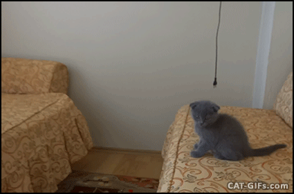 CAT-GIF-Kitten-jump-fail-from-couch-to-bed-OMG-something-went-wrong
