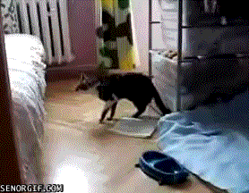 cat-fail-jumping-drunk