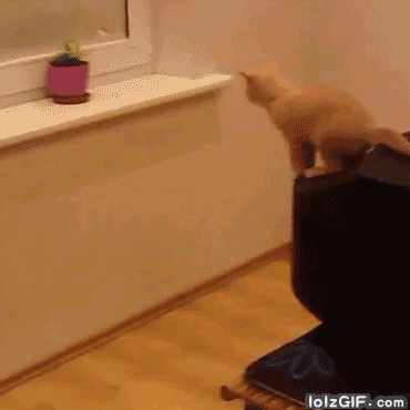 kitten-jump-fail0