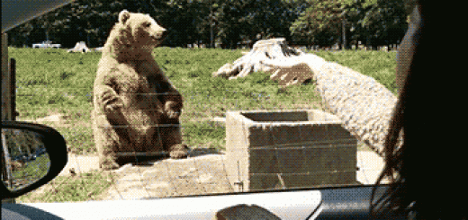 tumblr_o73j6dYGaT1rir0h2o1_400