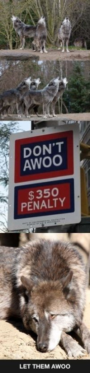 tumblr_o74drgCJn11qzag1wo1_500