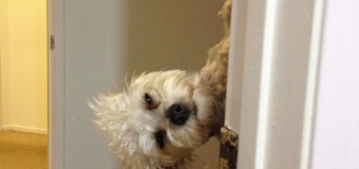 tumblr_o75ccuTBWa1qzag1wo1_500