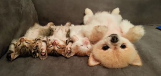 12638238_447700428754545_2051636900_n thumbnail