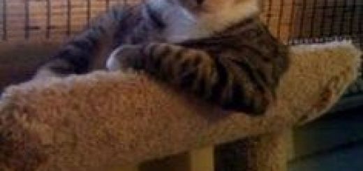 48dac6434aeb70b430ed8ce689ac5e3e